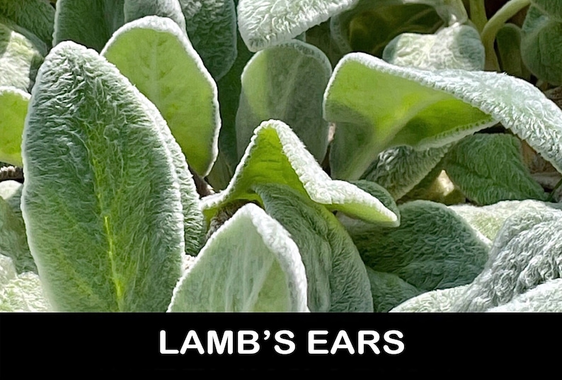 Puede incluir: Primer plano de hojas de la planta Oreja de cordero. Las hojas tienen una textura suave y aterciopelada, con un color verde p&aacute;lido y un revestimiento blanco plateado. La imagen est&aacute; bien iluminada, destacando la textura y el color de las hojas. El texto "LAMB'S EARS" est&aacute; en la parte inferior.