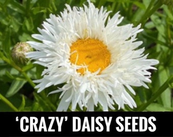 50+ SHASTA “Crazy DAISY” Seeds. Fresh for 2024. Perennial. Experienced USA Seller. Many Variations. Fluffy White Petals.