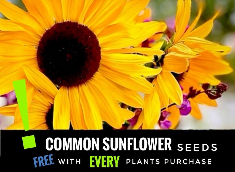 Puede incluir: Un letrero de madera r&uacute;stica con el texto "Welcome to our home" en letras blancas. El letrero presenta un acabado envejecido y un dise&ntilde;o simple y acogedor, ideal para un porche o entrada.