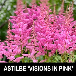 2/ ‘Visions In Pink’ ASTILBE Live Bare Root Starter Plants SHADE Perennial. Cut Flowers. Bouquet, USA Grower.