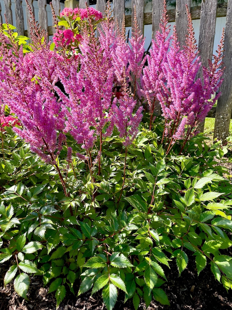 PicturePerfectPlants Maggie Daley Astilbe