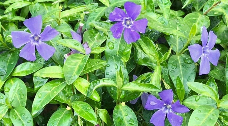 PicturePerfectPlants Vinca Minor Periwinkle Plants - Thumbnail 3