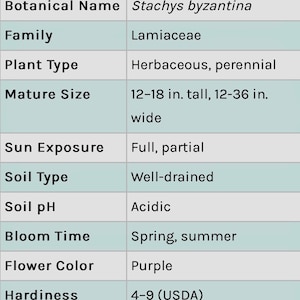 3/ Plantas de oreja de cordero. Plantas jóvenes de raíz desnuda. Perennes. ¡A los niños les encantan! Cultivadas en Estados Unidos. imagen 6