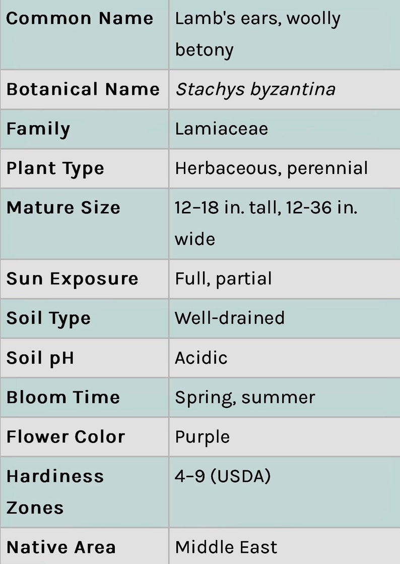 3/ Plantas de oreja de cordero. Plantas jóvenes de raíz desnuda. Perennes. ¡A los niños les encantan! Cultivadas en Estados Unidos. imagen 6