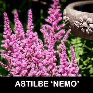 2/ ASTILBE ‘NEMO’ Magenta Pink Bare Root Starter Plants. Shade Perennial. Cut Flower Bouquet USA Seller. Award Winner!