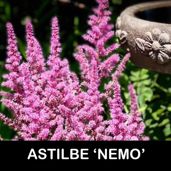 2/ ASTILBE ‘NEMO’ Magenta Pink Bare Root Starter Plants. Shade Perennial. Cut Flower Bouquet USA Seller. Award Winner! Free Shipping!