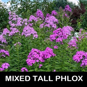 3/ Live Mixed Tall PHLOX Paniculata Bare Root Starter Plants. Bouquet Scent Summer USA Grower. Free Shipping Free Gifts image 1