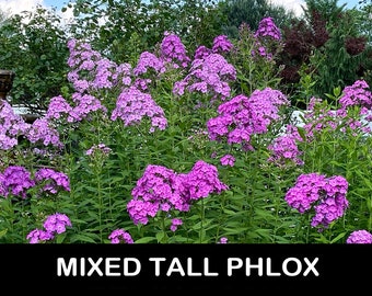 3/ Live Mixed Tall PHLOX Paniculata Bare Root Starter Plants. Bouquet Scent Summer USA Grower. Free Gifts!