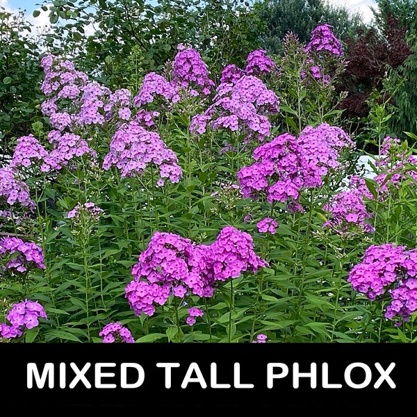 3/ Live Mixed Tall PHLOX Paniculata Bare Root Starter Plants. Bouquet Scent Summer USA Grower. Free Shipping! Free Gifts!