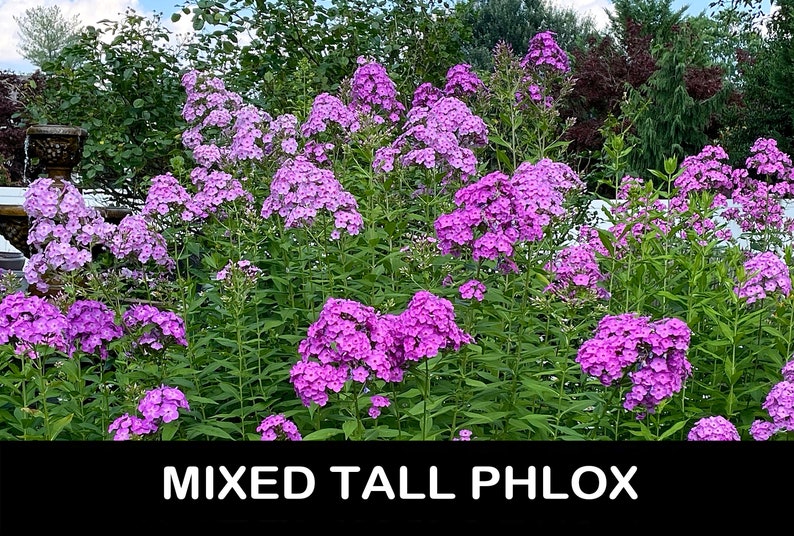 3/ Live Mixed Tall PHLOX Paniculata Bare Root Starter Plants. Bouquet Scent Summer USA Grower. Free Shipping Free Gifts image 1