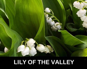 6/ White Lily of the Valley Pips with Cropped stems. Live Bare Root Perennial SHADE Plant USA Nostalgic Sentimental Scented Flower