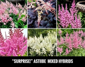 3/ “SURPRISE!” Mixed ASTILBE Live Bare Root Starter Plants. Lush Shade Perennial Clumping Cut Flower Bouquet USA Free Shipping! Free Gifts!