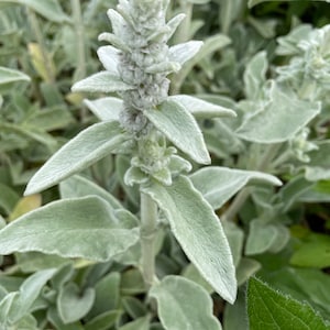 3/ Plantas de oreja de cordero. Plantas jóvenes de raíz desnuda. Perennes. ¡A los niños les encantan! Cultivadas en Estados Unidos. imagen 2