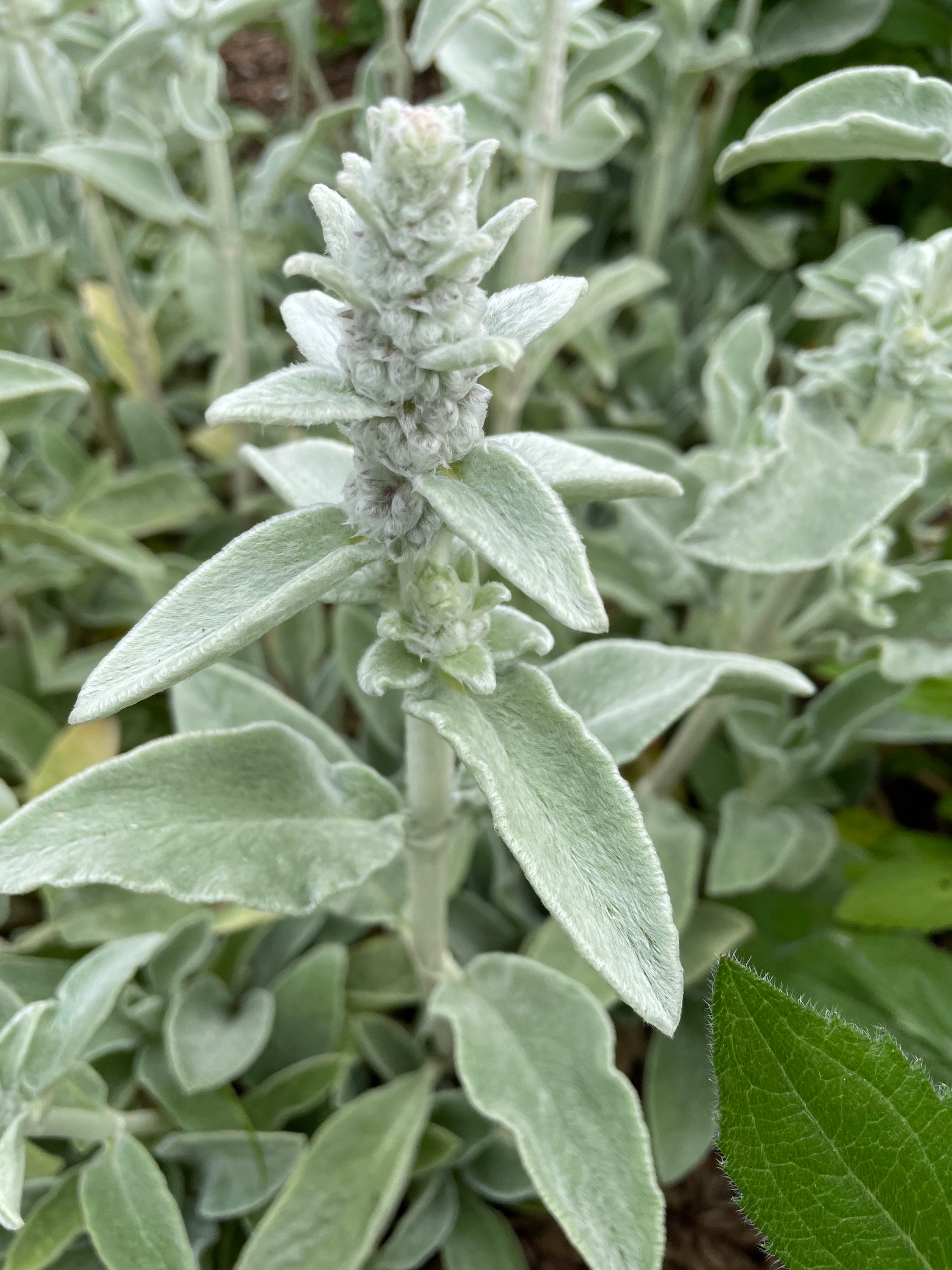 Lot 5/ LAMBS EAR Plants Live Bare Root Starter Plants. Etsy