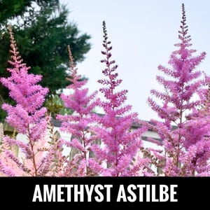 2/ AMETHYST ASTILBE Live Bare Root Starter Plants. Lush Shade Perennial. Clumping Cut Flower Bouquet USA Grower. Free Shipping! Free Gifts!