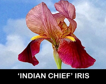 1/ INDIAN CHIEF Tall Bearded Iris Bare Root Live Plant Rhizome Flowers Perennial Heirloom Showy USA Grower Free Shipping! Free Gifts!