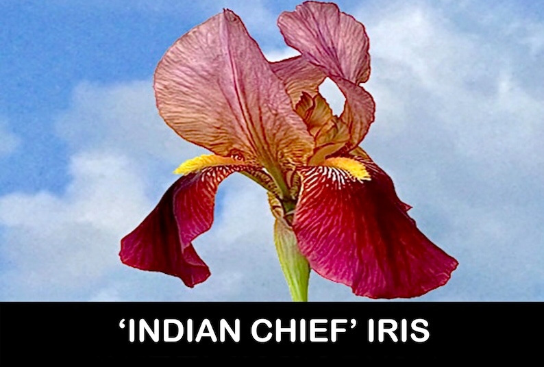PicturePerfectPlants Indian Chief Bearded Iris - Thumbnail 2
