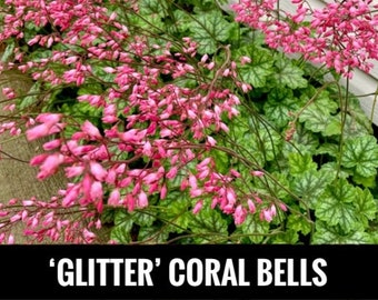 1/ Coral Bells ‘Glitter’ Heuchera BARE Root Perennial Live Starter Plant. Alumroot. Experienced USA Grower. Free Shipping. Free Gifts!