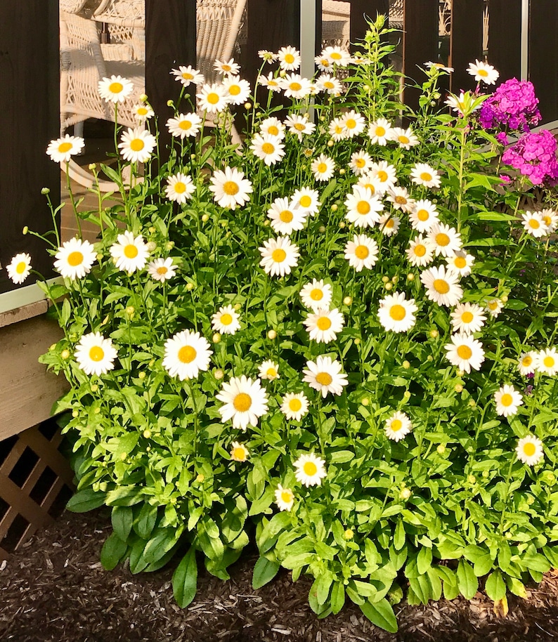 PicturePerfectPlants Shasta Daisy Starter Plants - Thumbnail 2