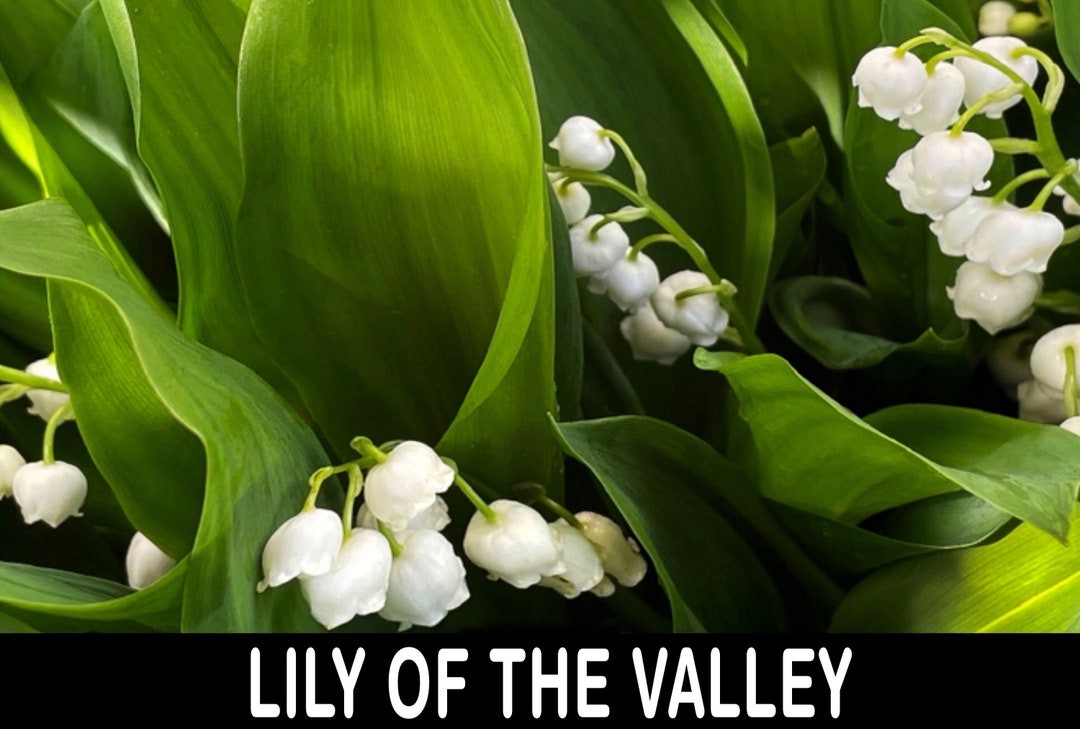 6/ White Lily of the Valley PIPS. Live Bare Root Perennial. Etsy