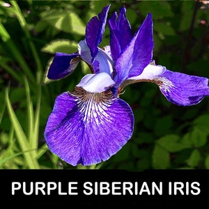 May include: A vibrant purple Siberian iris flower with deep violet petals, white accents, and intricate dark veining at the center. The text PURPLE SIBERIAN IRIS is displayed in white capital letters on a black rectangular bar at the bottom.