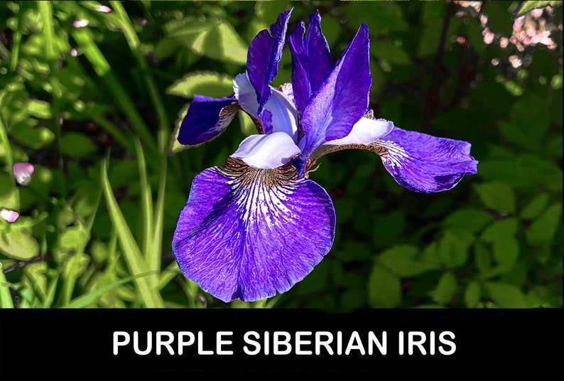 PicturePerfectPlants Siberian Iris - Thumbnail 2