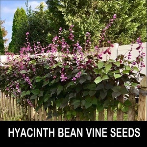 12/ Fresh Organic 2025 HYACINTH BEAN Vine Seeds Experienced USA Grower. Lush Annual Vine. Beans edible when young.