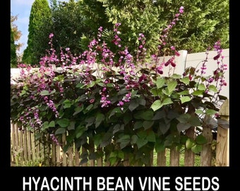 12/ Fresh Organic 2024 HYACINTH BEAN Vine Seeds Experienced USA Grower. Lush Annual Vine Free Shipping!