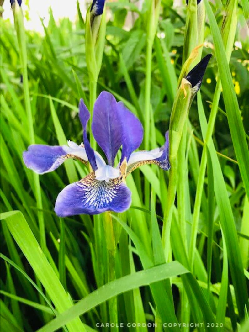 PicturePerfectPlants Siberian Iris - Thumbnail 4