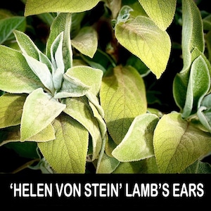 2/ LAMB’S Ears Helen von Stein Hybrid Live Bare Root Starter Plant Clumping Perennial USA Grower.