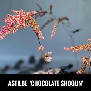 2/ ‘Chocolate Shogun’ ASTILBE Live Bare Root Starter Plants SHADE Perennial. Cut Flowers. Bouquet, USA Grower.