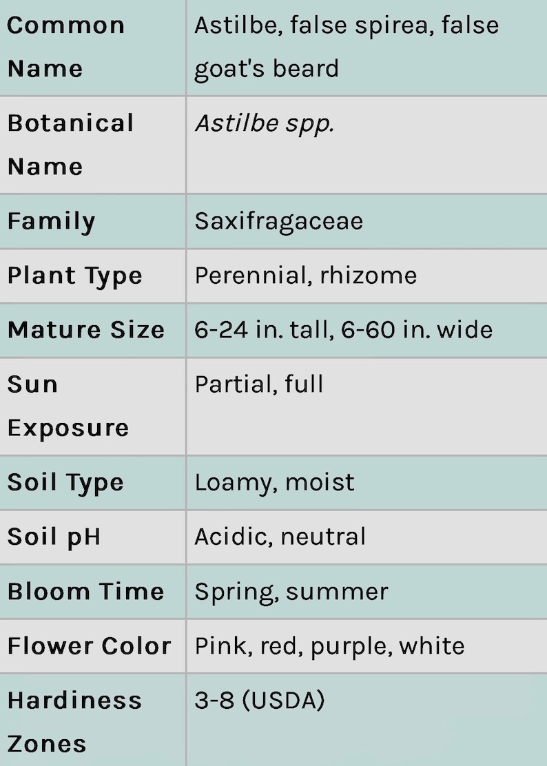 Op de afbeelding: Informatieve tabel met details over Astilbe-planten. Bevat gangbare en botanische namen, familie, planttype, volwassen grootte (15-61 cm hoog, 15-152 cm breed), blootstelling aan de zon, bodemtype, pH, bloeitijd, bloemkleuren en winterhardheidszones.