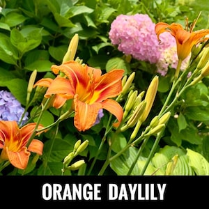 4/ ORANGE DAYLILY Plants (Ditch Lily) Live Bare Root Starter Plants. Perennial. Heirloom. USA Grower. Free Shipping! Free Gifts!