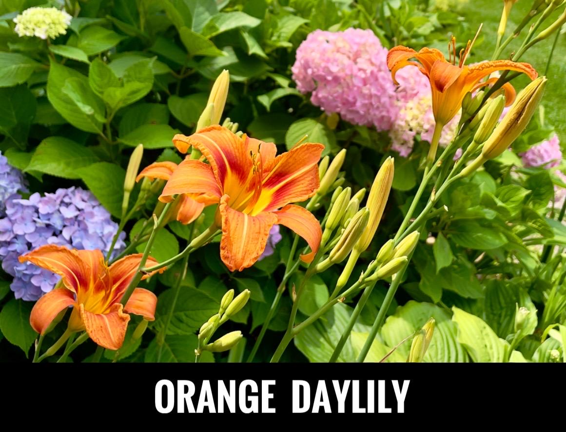 5/ ORANGE DAYLILY Day Lily Plants (Ditch Lily) Live Bare Root Starter Plants. Perennial. Heirloom. USA Grower. Free Shipping! Free Gifts!