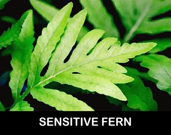 3/ SENSITIVE FERN Bare Root Starter Plants Perennial Native Woodland Shade USA Grower.