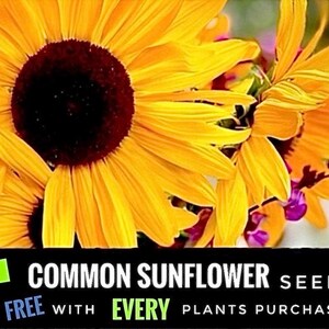 2/ ASTILBE ‘Erika’ Live Bare Root Starter Plants. Lush Shade Perennial. Clumping Cut Flower Bouquet USA Grower. afbeelding 8