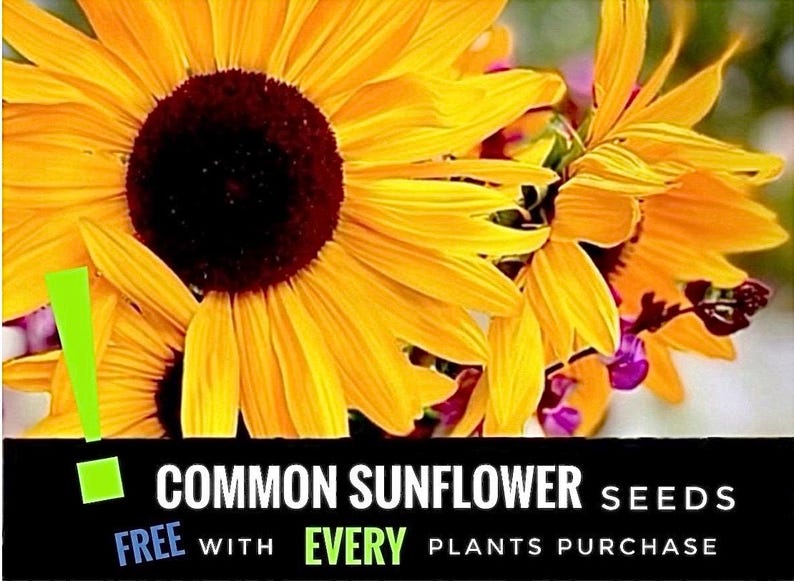 2/ ASTILBE ‘Erika’ Live Bare Root Starter Plants. Lush Shade Perennial. Clumping Cut Flower Bouquet USA Grower. afbeelding 8