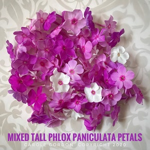 3/ Live Mixed Tall PHLOX Paniculata Bare Root Starter Plants. Bouquet Scent Summer USA Grower. Free Shipping Free Gifts image 5