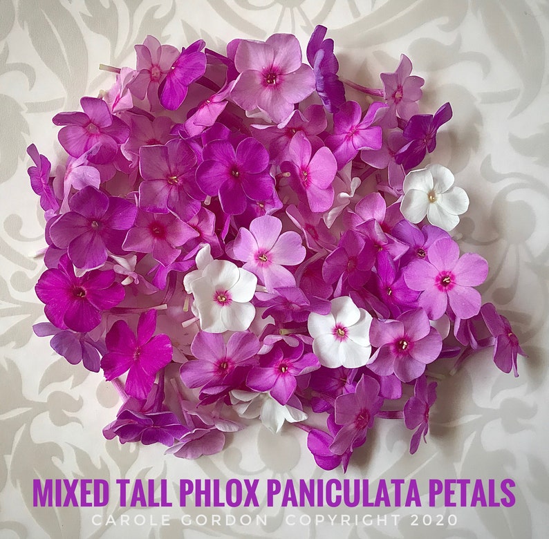 3/ Live Mixed Tall PHLOX Paniculata Bare Root Starter Plants. Bouquet Scent Summer USA Grower. Free Shipping Free Gifts image 5