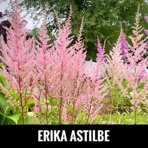 2/ ERIKA ASTILBE Live Bare Root Starter Plants. Lush Shade Perennial. Clumping Cut Flower Bouquet USA Grower. Free Shipping! Free Gifts!