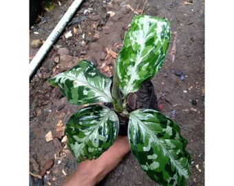 Aglaonema Tricolor Etsy
