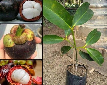 Grafted Mangosteen Fruits Fruit Tree Retail / Wholesale