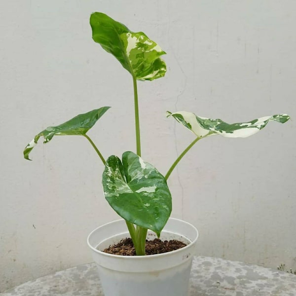 Alocasia Macrorrizha Variegated Baby Size Plants Retail / Wholesale