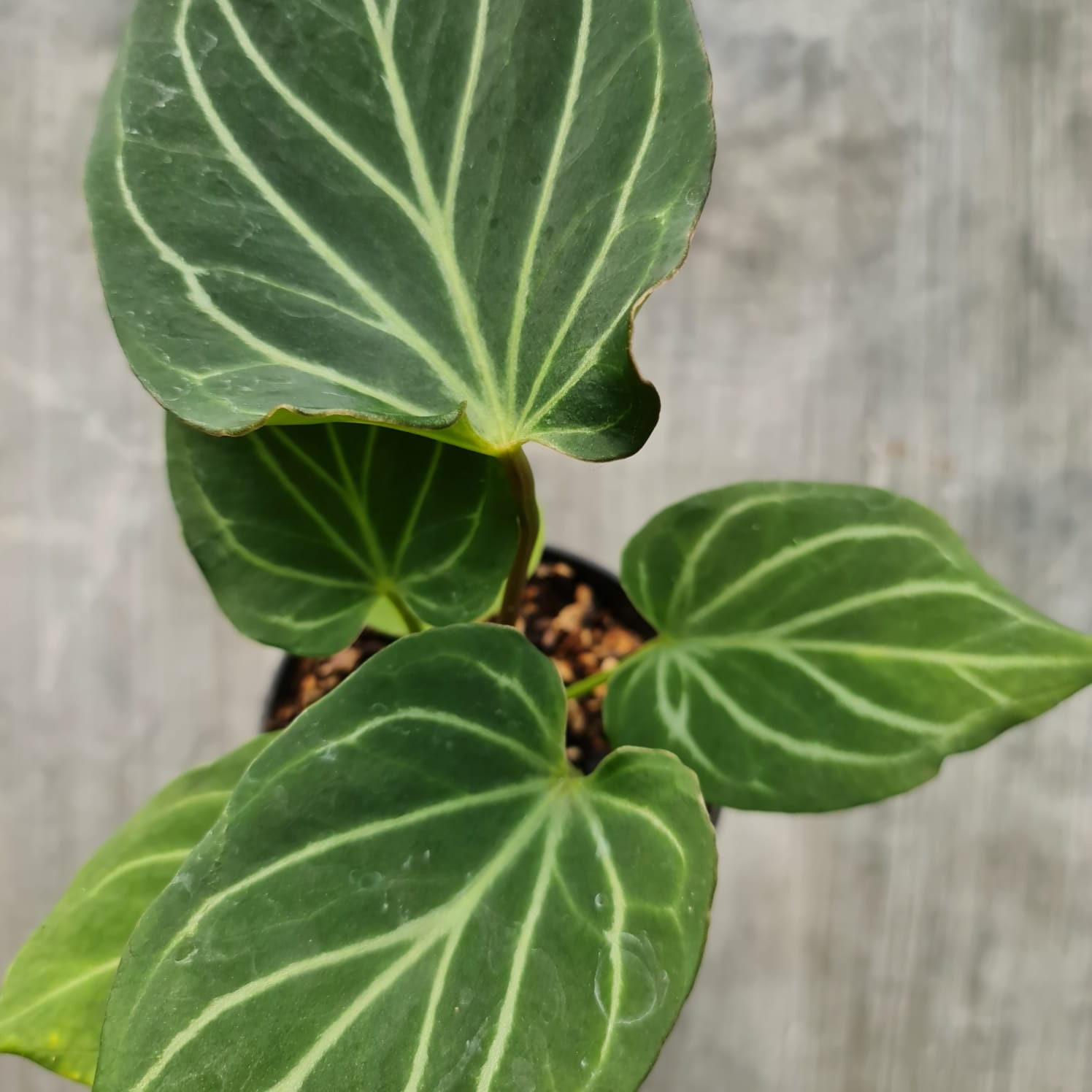 Anthurium king of spades plant - Etsy 日本 Anthurium king of spades plant - Etsy 日本