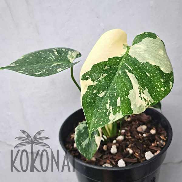 Monstera Thai Constellation SMALL Plants Retail / Wholesale