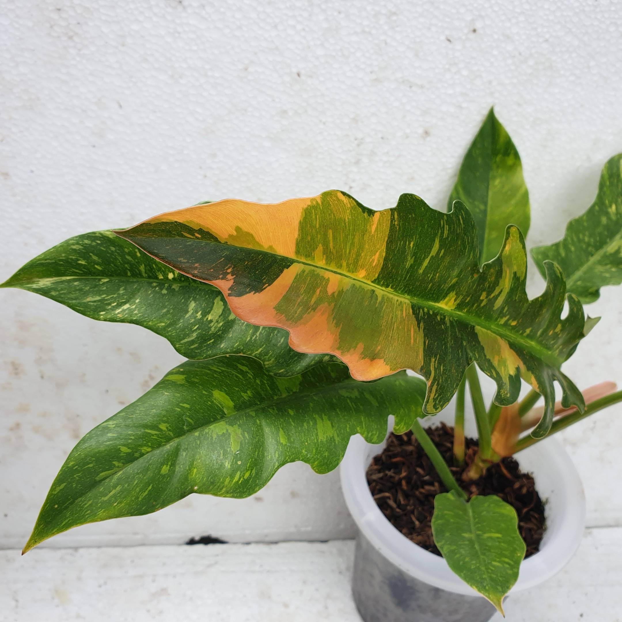 Philodendron Ring of Fire Variegata Gardening & Plants Home & Hobby Craft Supplies & Tools etna