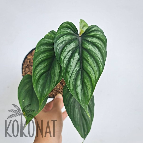 Philodendron Plowmanii Black Face Plants Retail / Wholesale