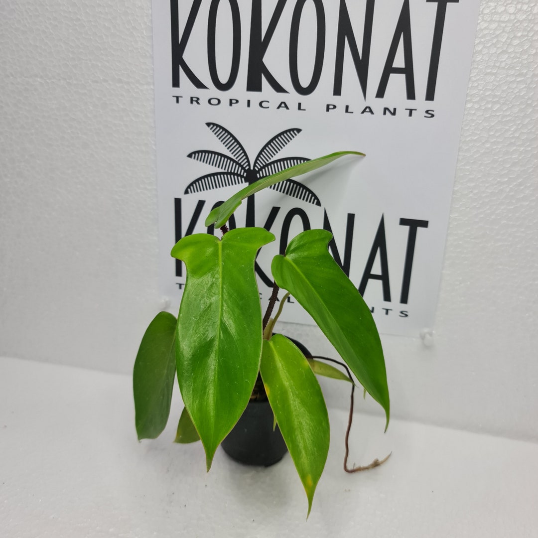 Philodendron Squamiferum X Florida Ghost Plants Retail / Wholesale Etsy