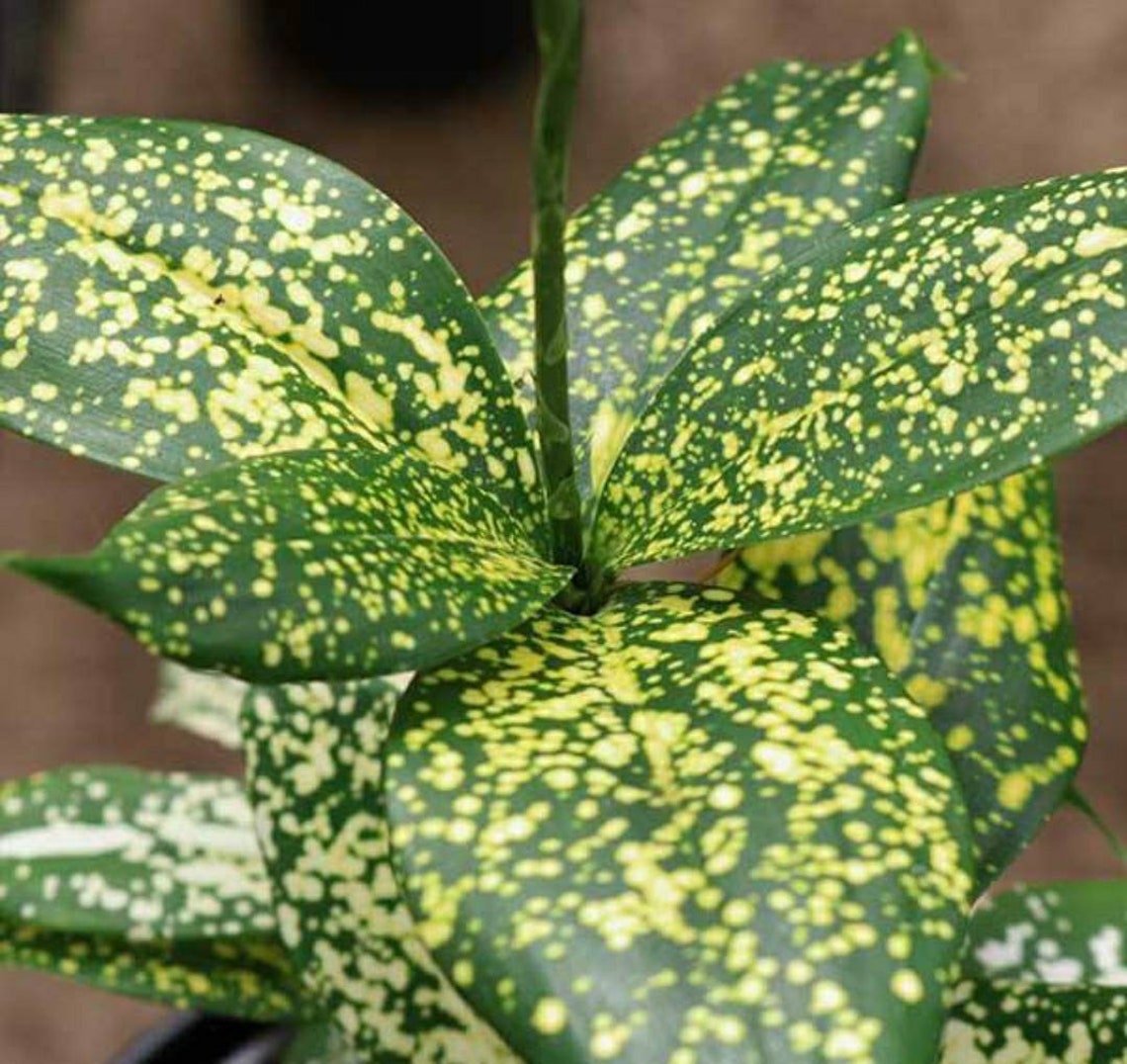 2x Rare Dracaena Florida Beauty Tropical Plants Free Etsy