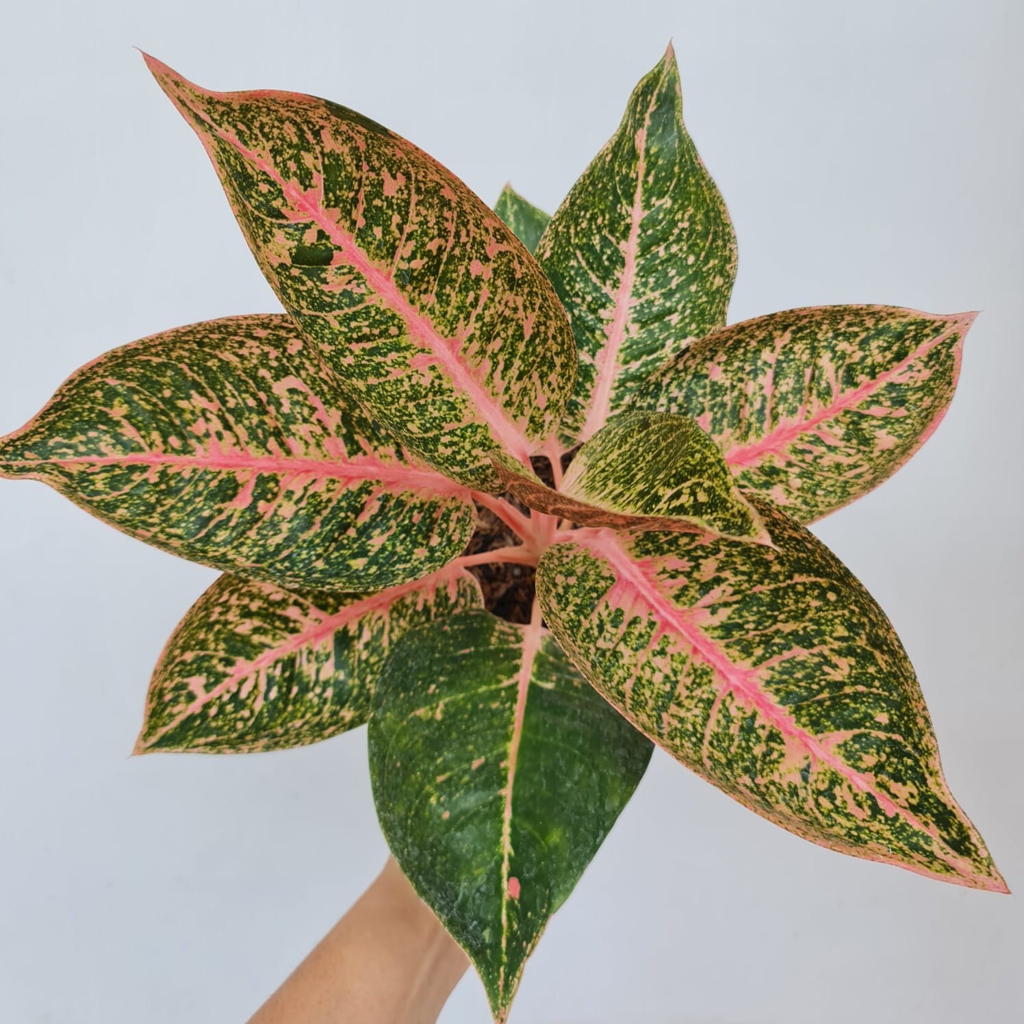特価 朝方迄限定特価 Aglaonema pictum 【Weed】 Weed】Aglaonema pictum
